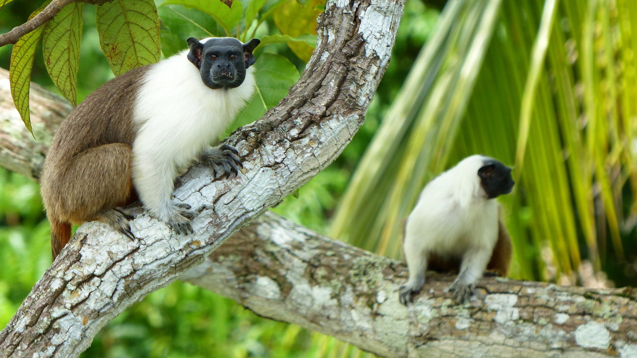 Two pied tamarinds in the Amazon rainforest.