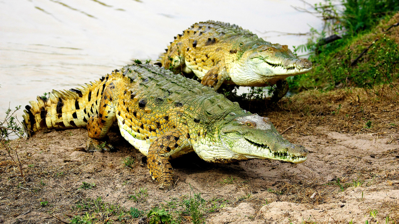 Orinocokrokodillen komen tevoorschijn uit de rivier in Los Llanos, Venezuela.