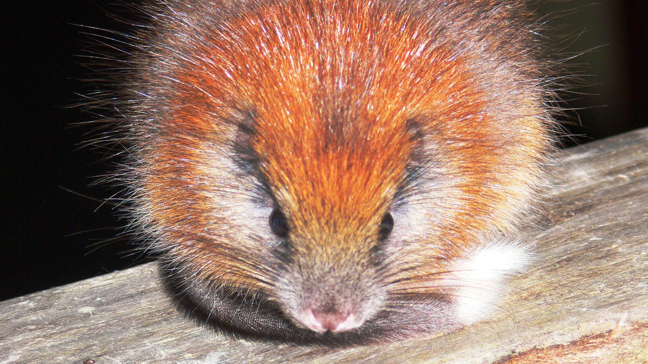 A red-crested tree rat.