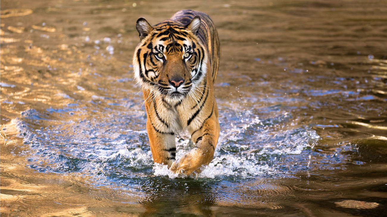 A male Malayan tiger walking in water at the shore of Lake Kenyir in Taman Negara National Park, Malaysia.