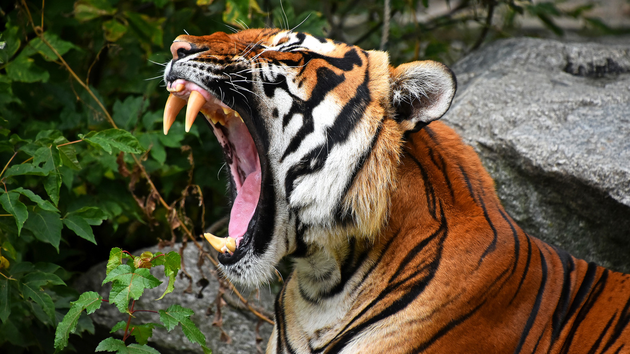 An Indochinese tiger with mouth wide open showing their teeth.