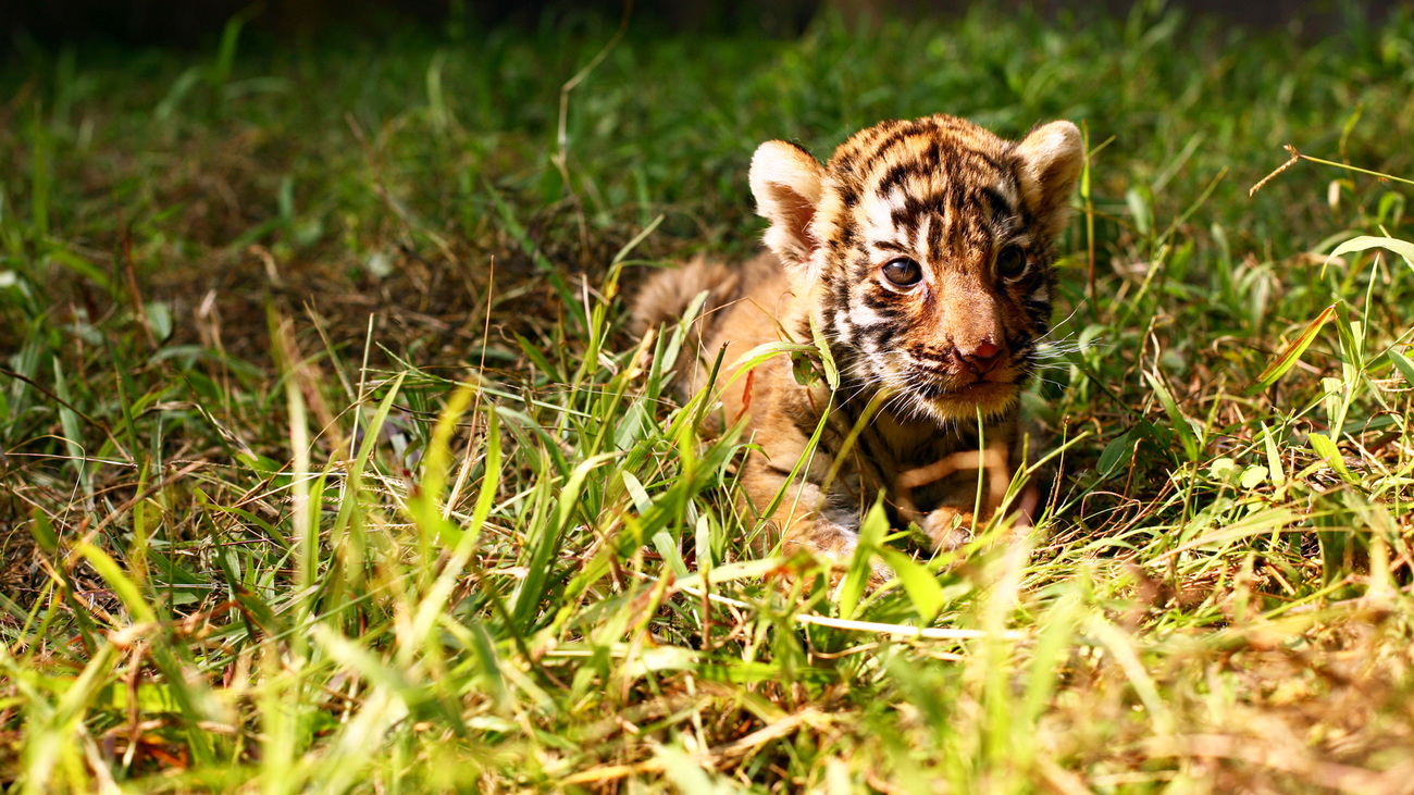 A four-week-old Royal Bengal tiger cub in Kaziranga National Park, Assam, India.