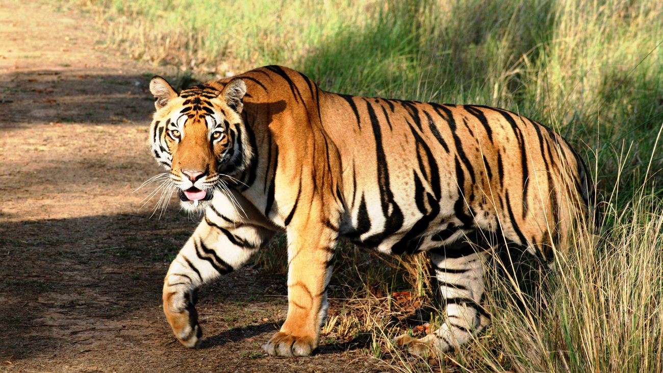 A Bengal tiger, sub-species Panthera tigris tigris, in Kanha National Park, India, 2007.