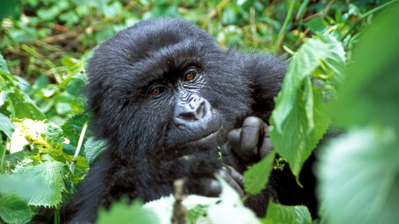 A young mountain gorilla living in the rainforest of Virunga National Park in the Democratic Republic of the Congo.