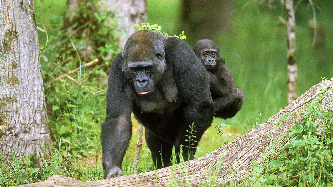 A mother eastern lowland gorilla, or Grauer’s gorilla, walking through the forest with her young on her back.