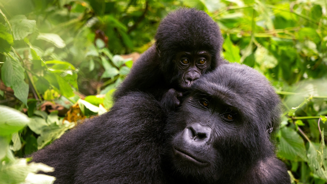 A mother mountain gorilla with her young in the lush foliage of the Bwindi Impenetrable forest, Uganda.