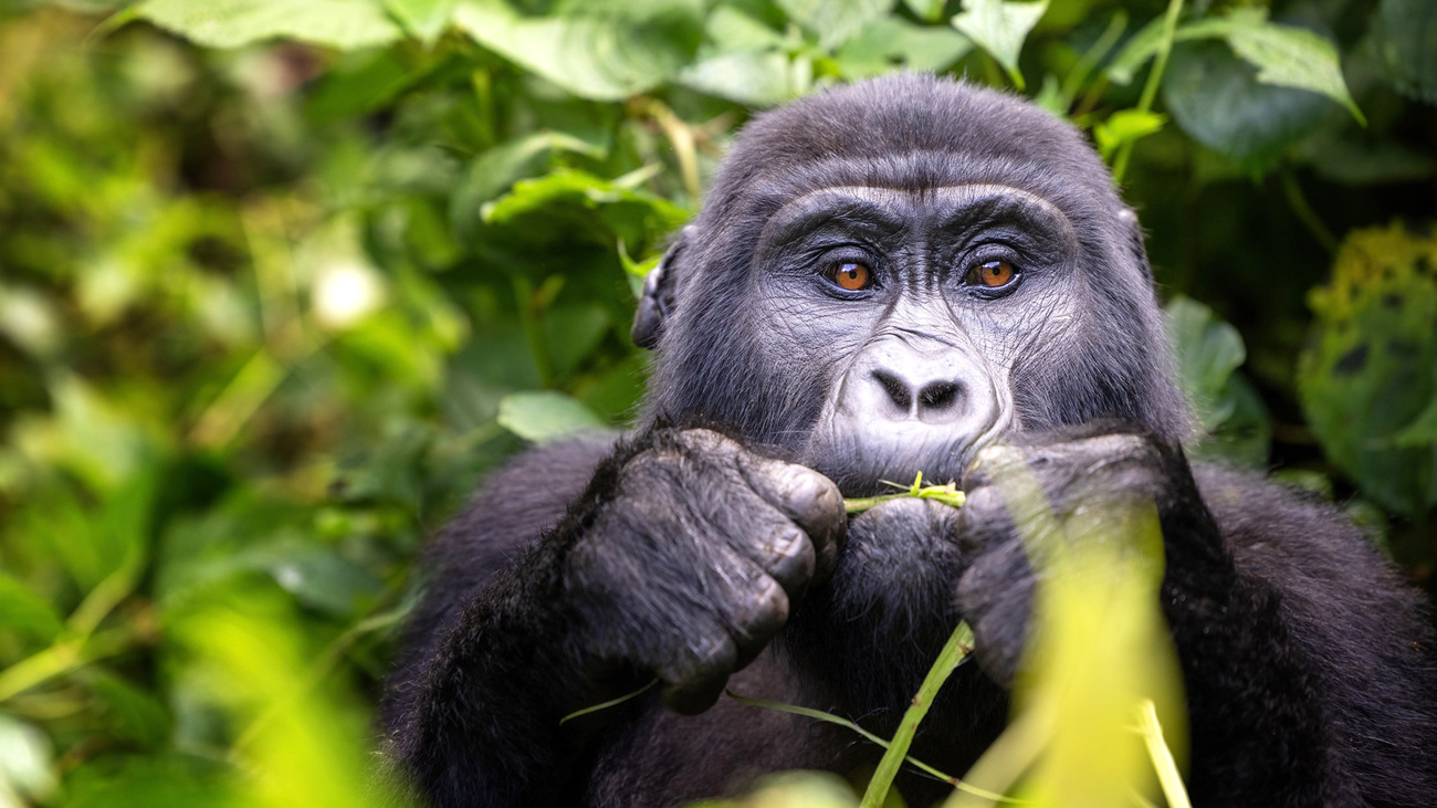 An adult mountain gorilla grazing on the lush shrubs of the Bwindi Impenetrable Forest, Uganda.