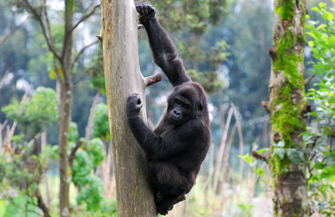 Serufuli, a female eastern lowland gorilla (or Grauer's gorilla), climbs a tree at a holding facility in Rwanda before her release back to the wild in the Democratic Republic of the Congo.