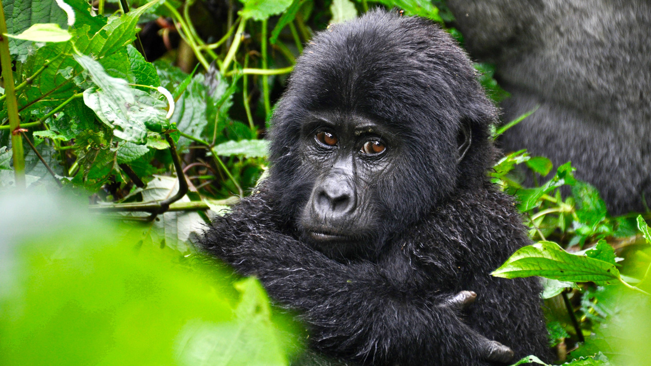 A young eastern lowland gorilla, or Grauer's gorilla, in Uganda.