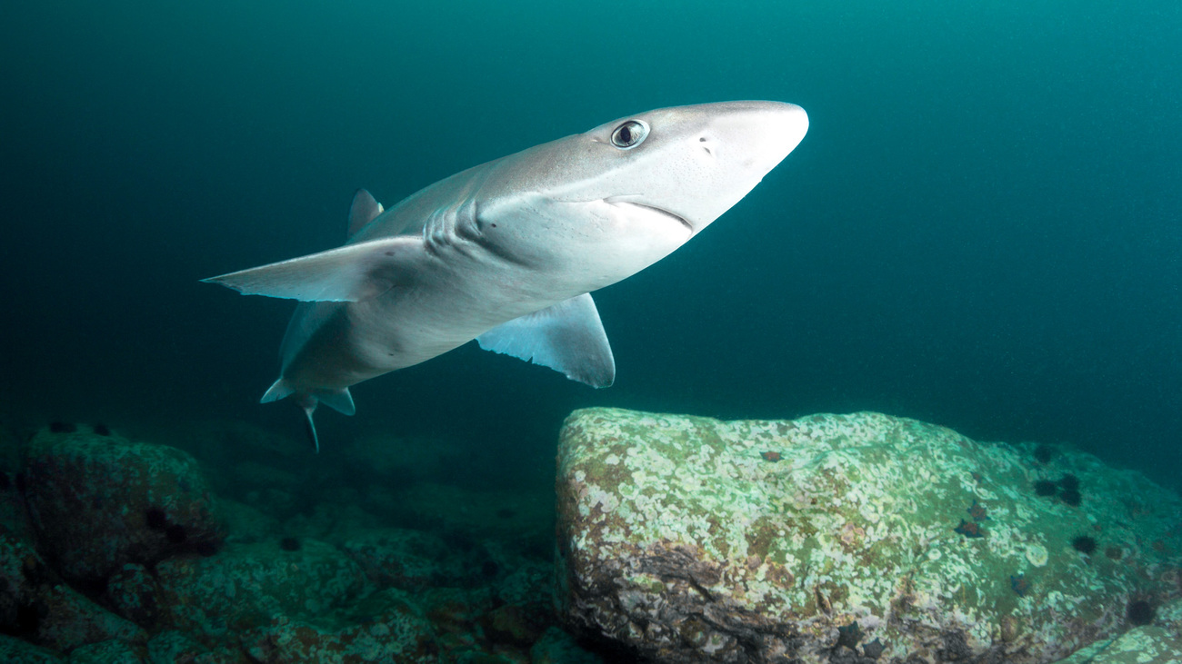 A piked dogfish shark swimming underwater.