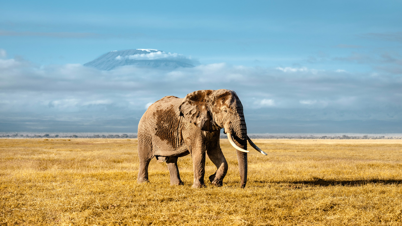 Big tusker elephant with Mount Kilimanjaro in the background, Amboseli National Park, Kenya.