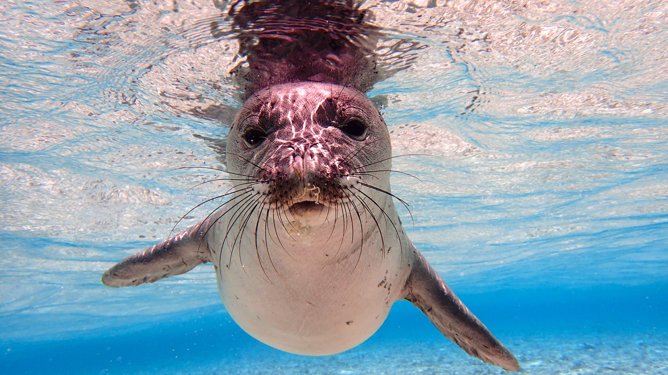 Young Hawaiian monk seal underwater in Pearl and Hermes Reef in Hawaii.