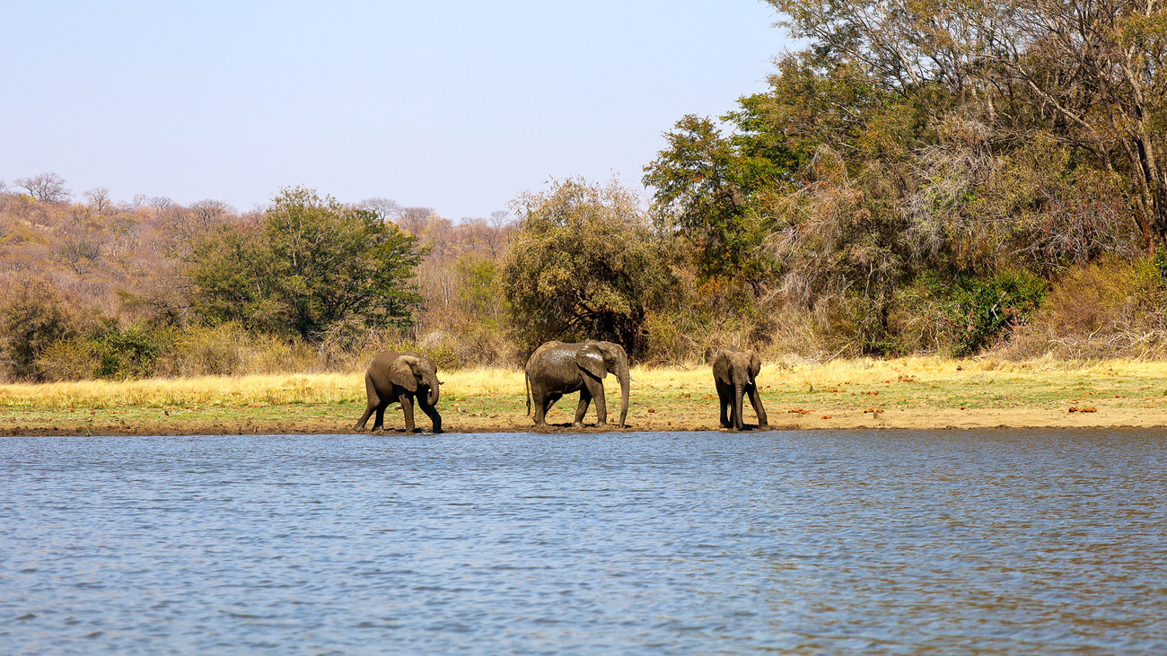 Elephants by the water in the buffer area bordering Hwange National Park, Zimbabwe.