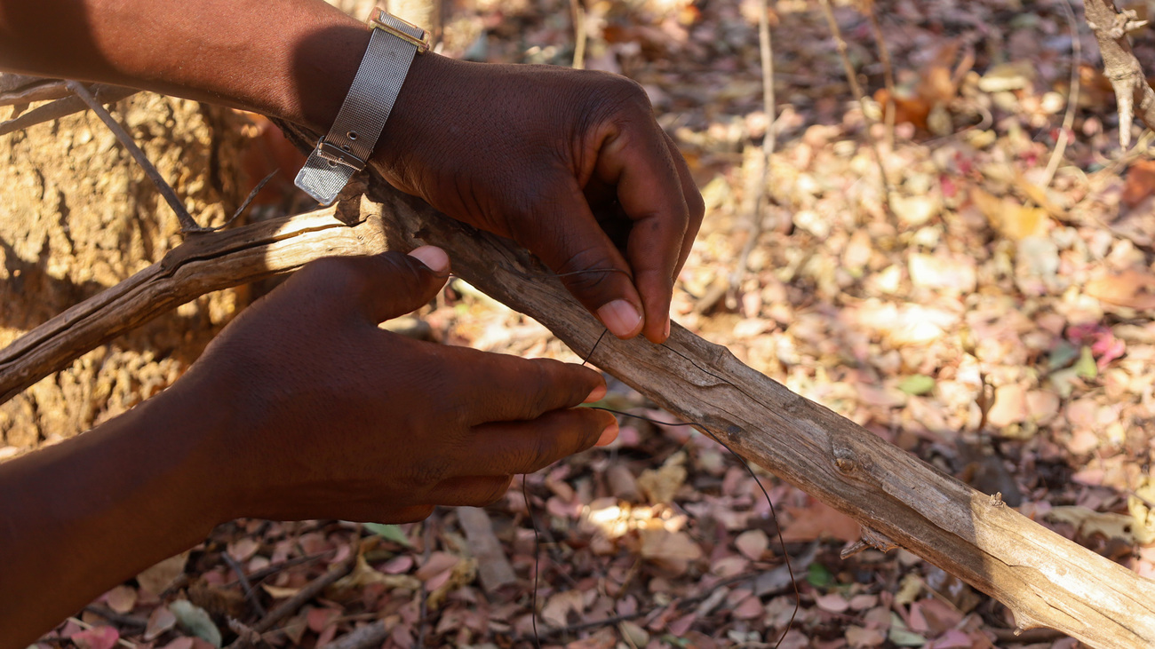 A member of the DART team removes a snare found in the buffer area bordering Hwange National Park, Zimbabwe.