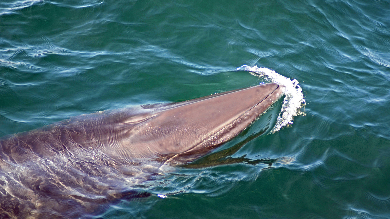 Fin whale surfacing.