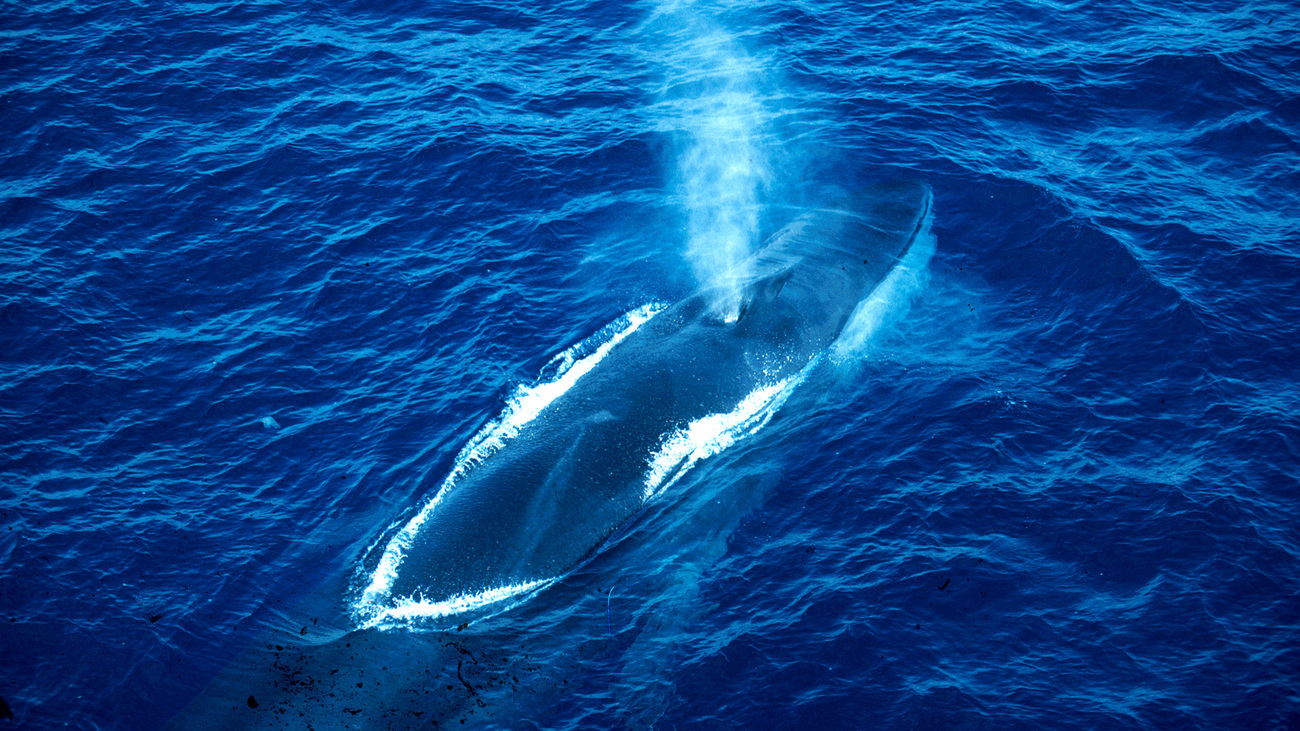 Fin whale spouting.