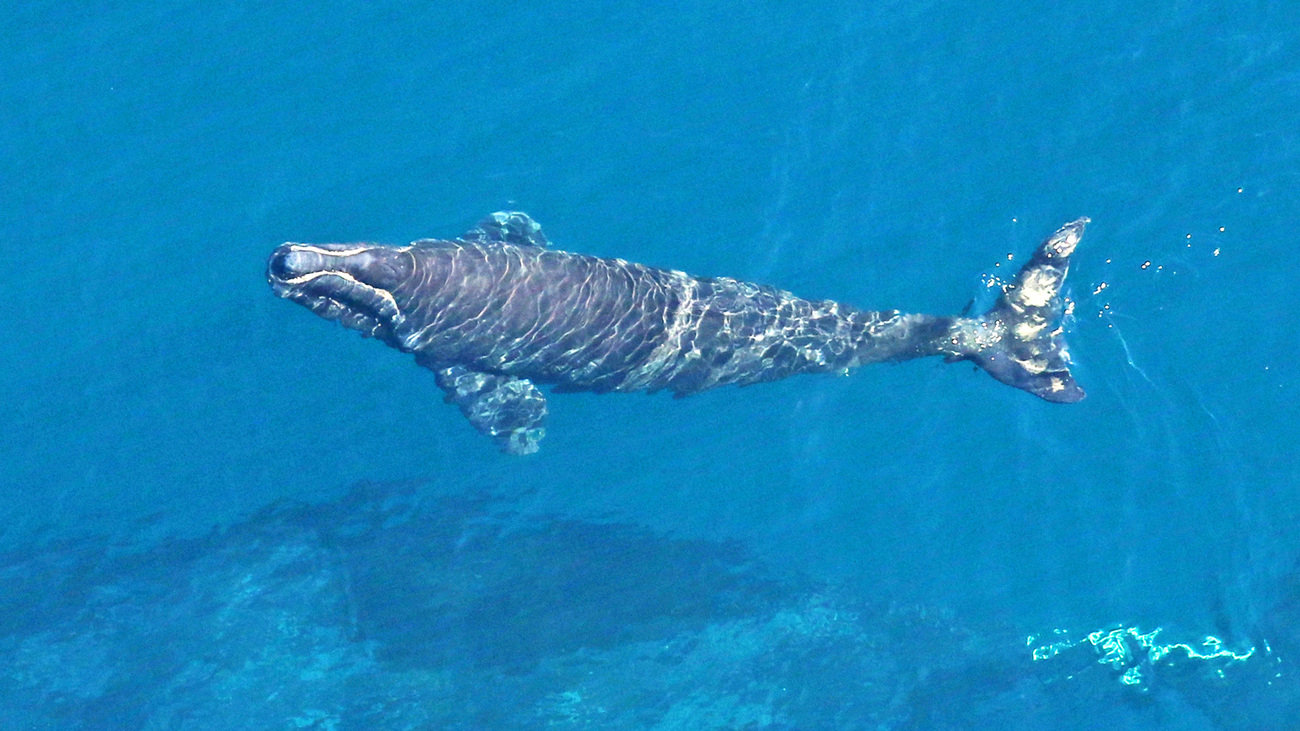 Weeks-old calf of North Atlantic right whale Juno (Catalog #1612), shown swimming beneath the surface off Amelia Island in Florida on December 9, 2023, was injured by a vessel strike in early January.