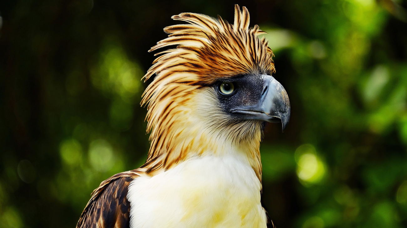 Close-up of a Philippine eagle.