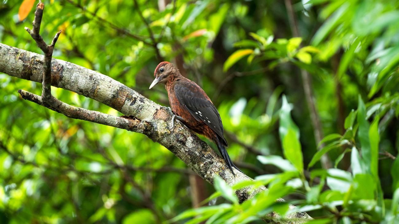 An Okinawa woodpecker in the Yanbaru forest in northern Okinawa, Japan.