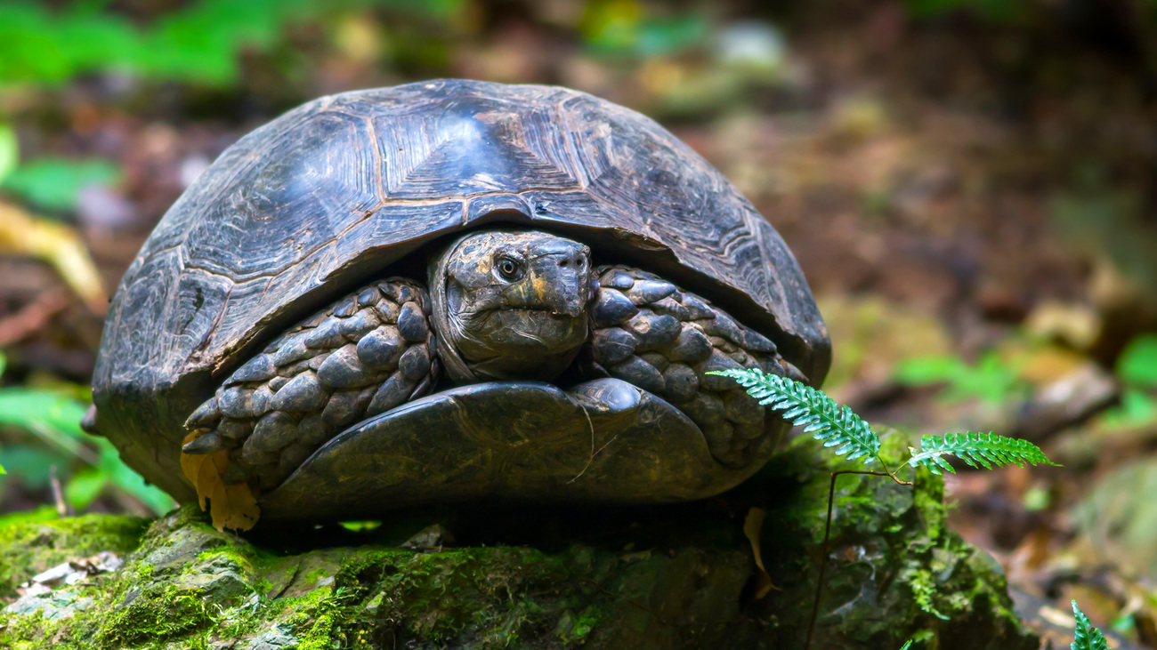 An Asian giant tortoise in the forest at Keng Krachan National Park, Thailand.