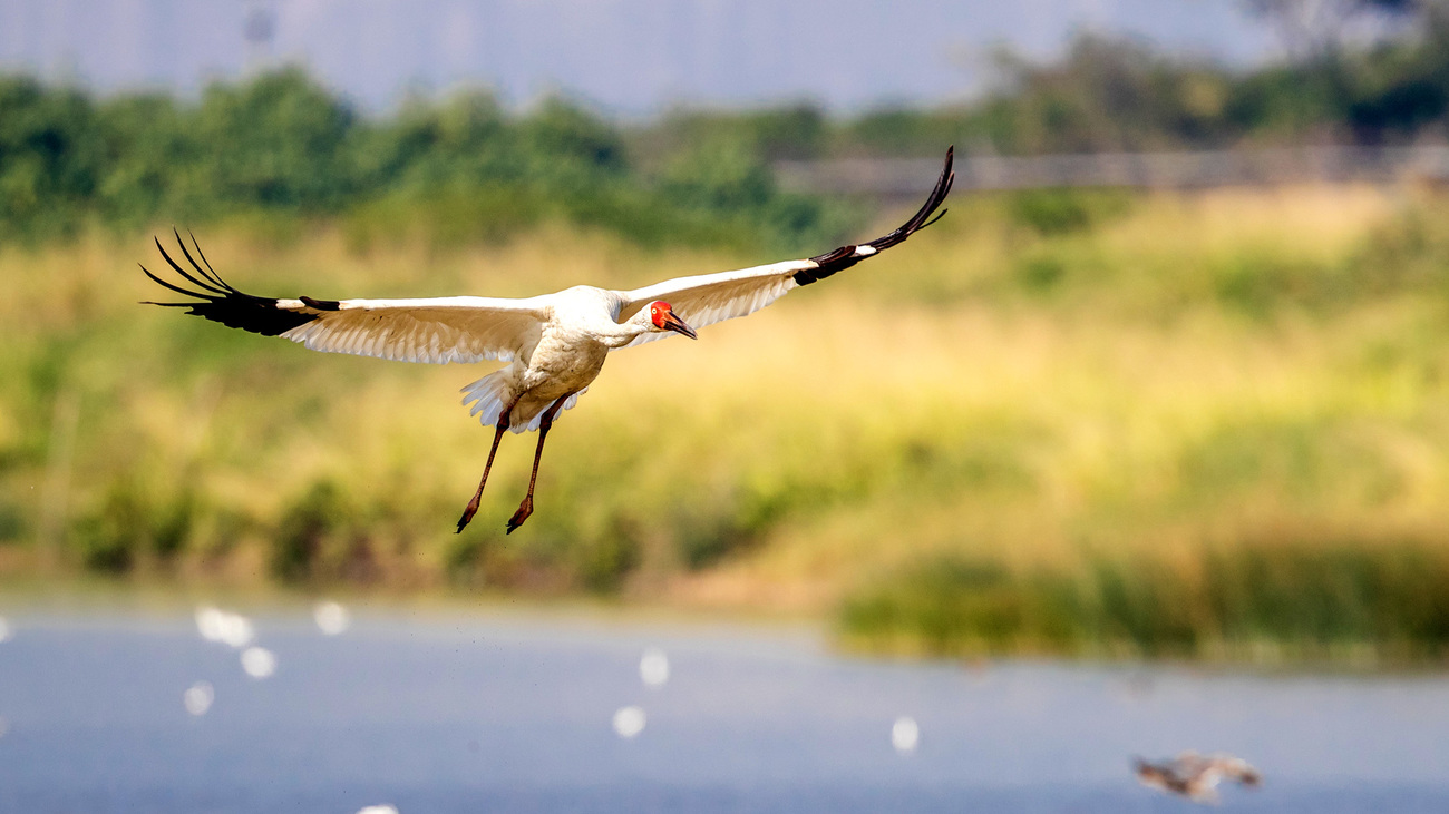 Siberian crane in flight.