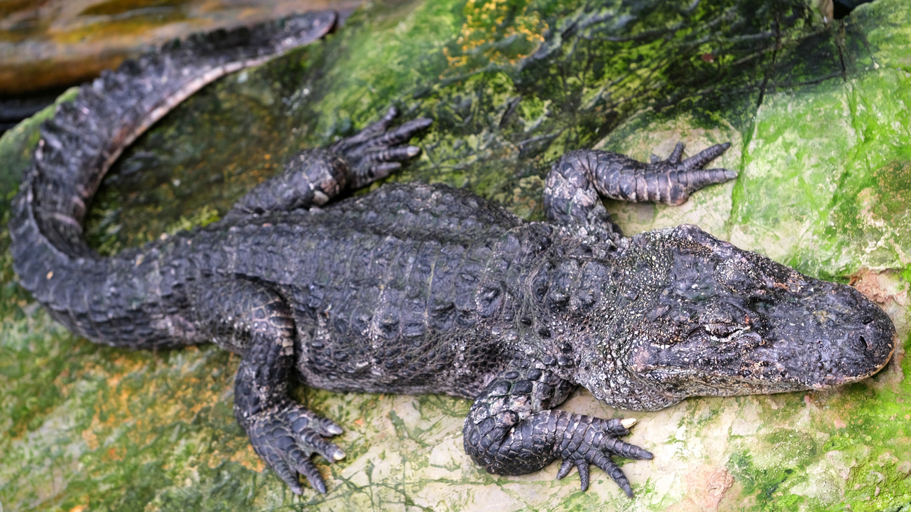 A Chinese alligator on a rock.