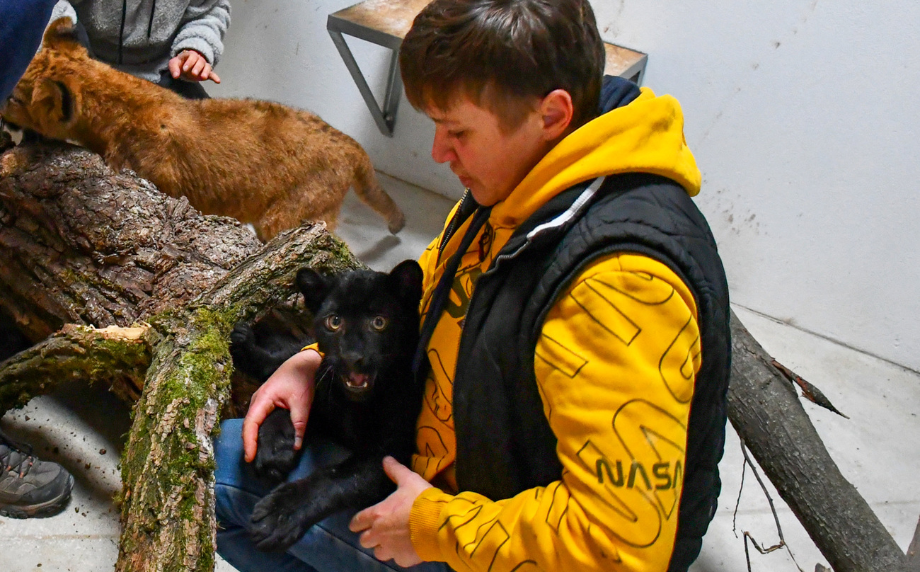 Luipaardwelpje Kiara met Natalia Popova kort na aankomst in Poznań Zoo. 