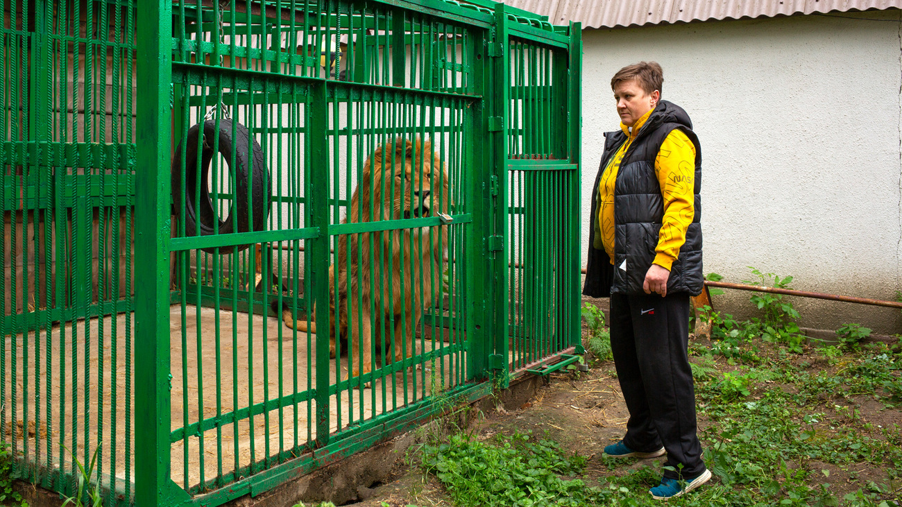 Natalia Popova van Wild Animal Rescue met leeuw Akeru voor zijn vertrek uit het door oorlog verscheurde Oekraïne. 