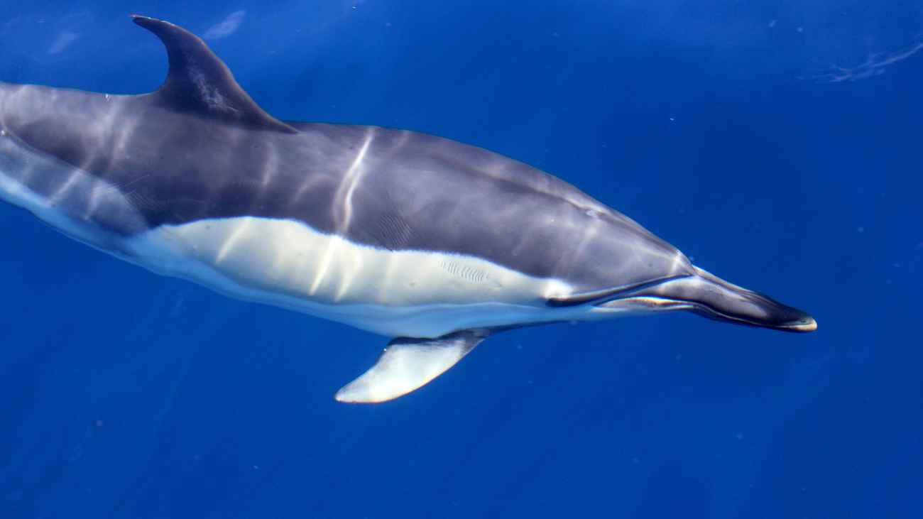 A common dolphin swimming underwater.