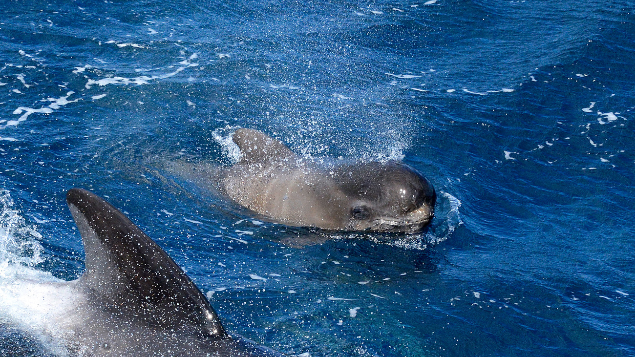 A long-finned pilot whale.