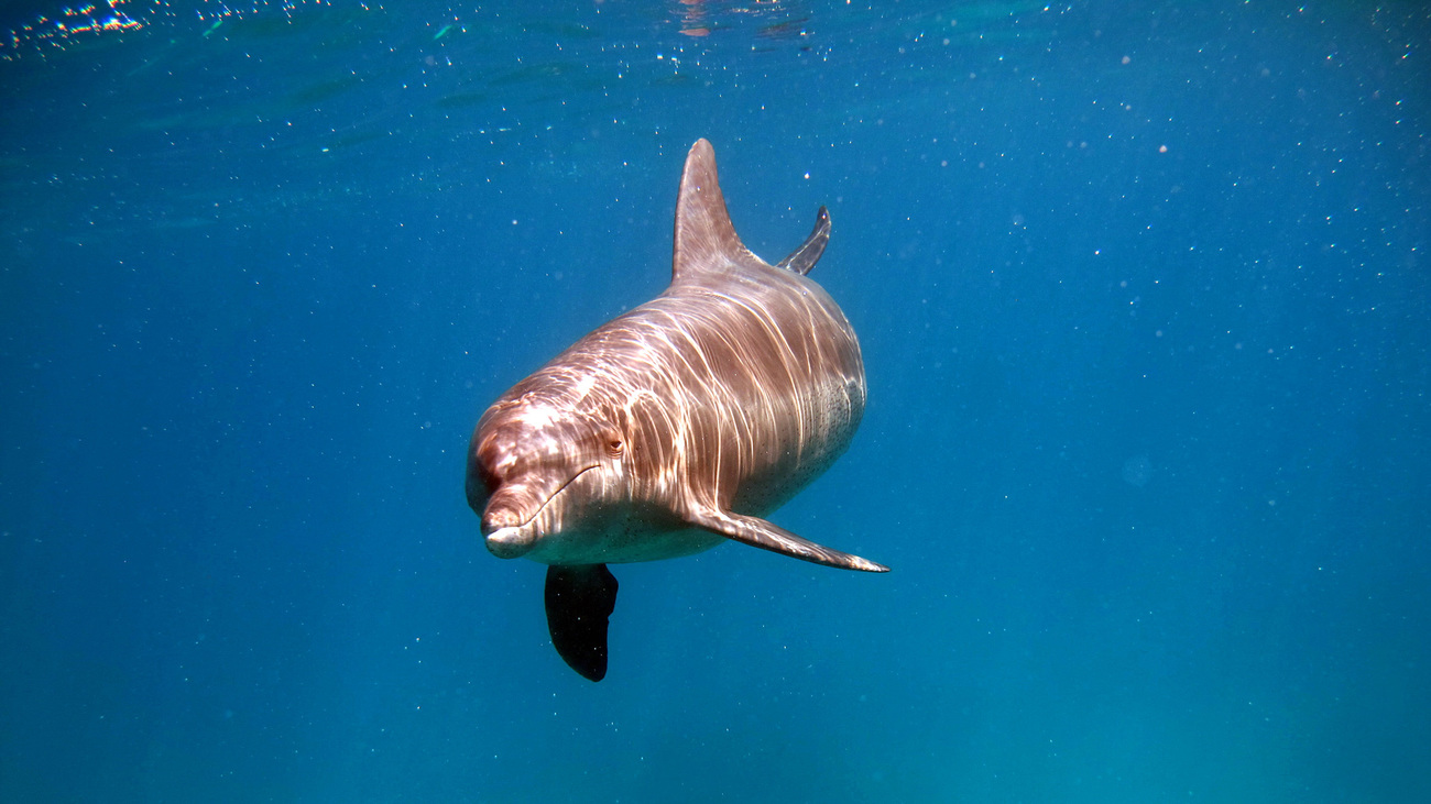 A bottlenose dolphin swimming underwater.