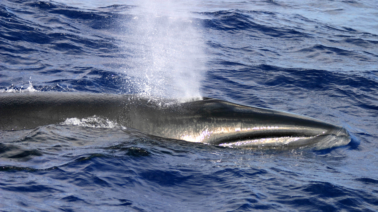 Close up of the head and blowhole of a sei whale.