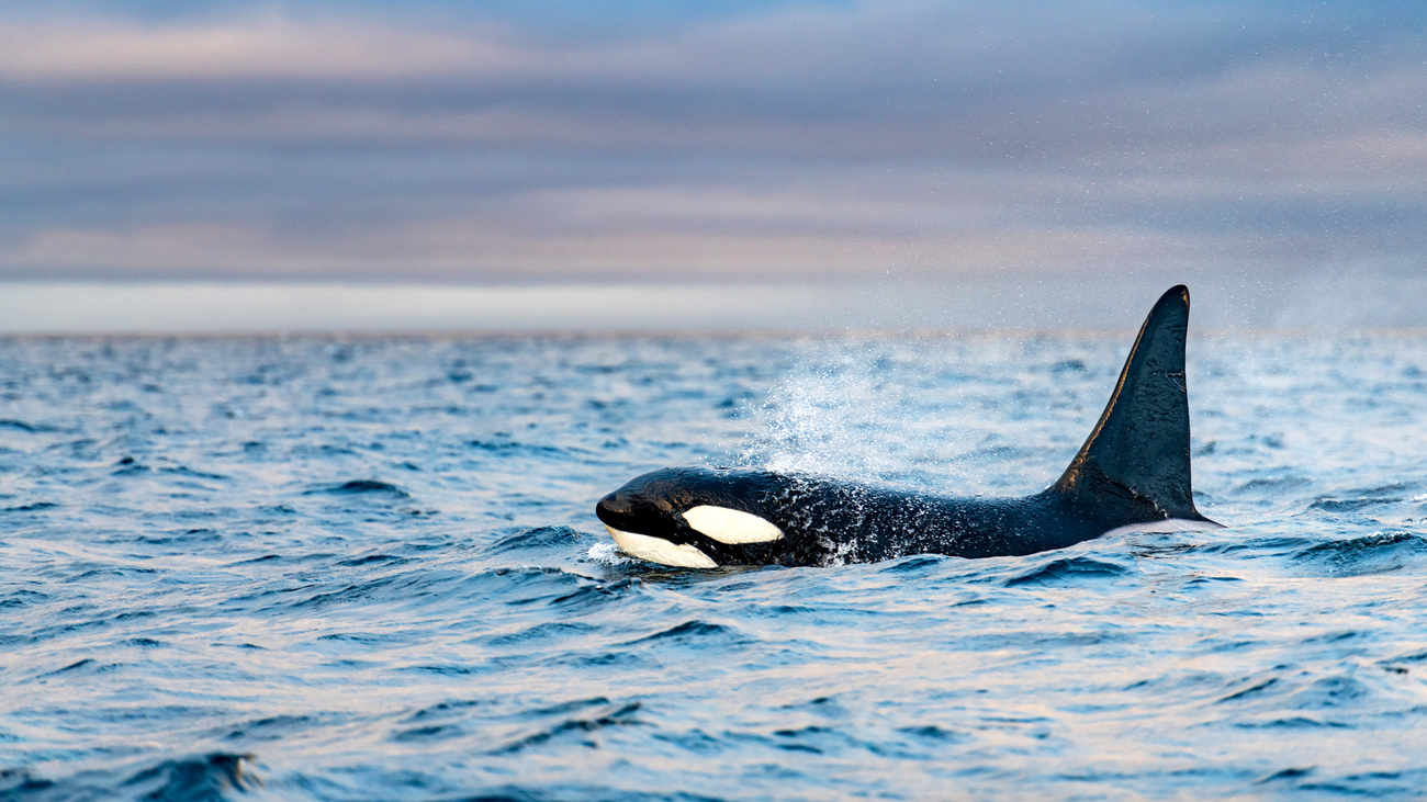 Orcas in Kvænangen fjord in Norway hunting for herring.