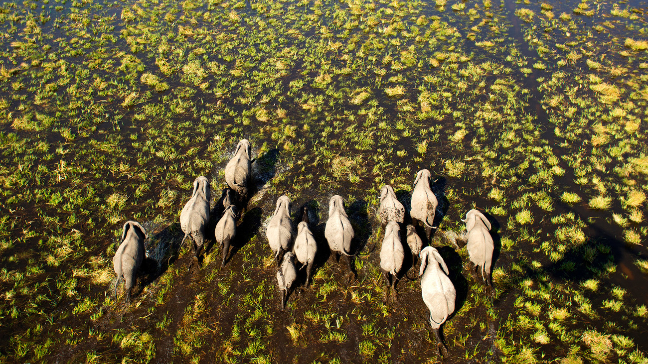 Olifanten gezien door de Conservation Ecological Research Unit (CERU). 