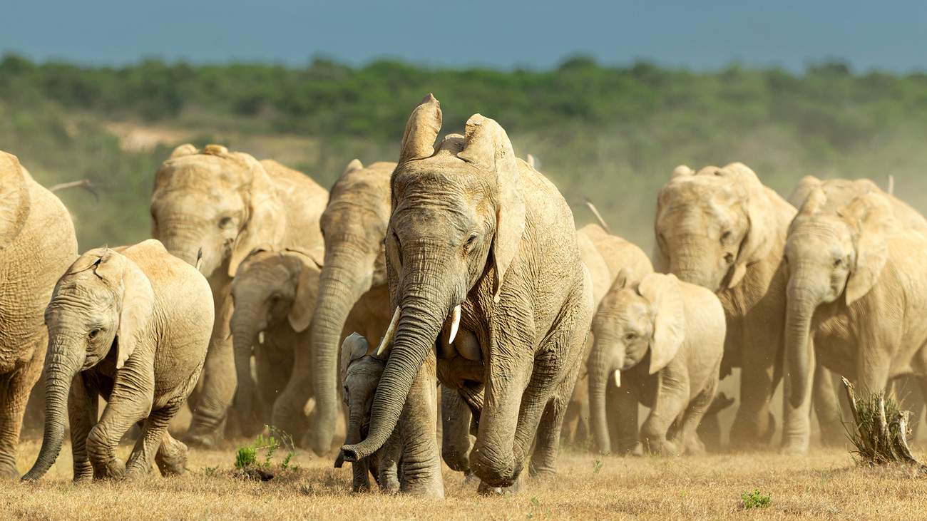 Elephants observed by the Conservation Ecological Research Unit (CERU).