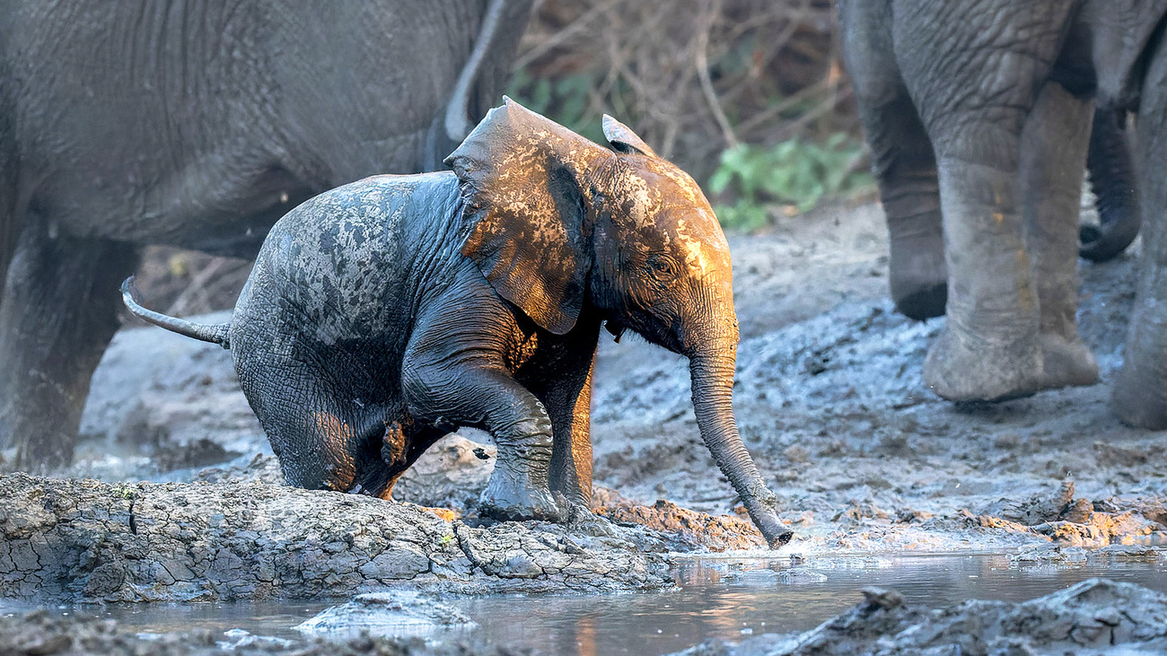 Elephants observed by the Conservation Ecological Research Unit (CERU).