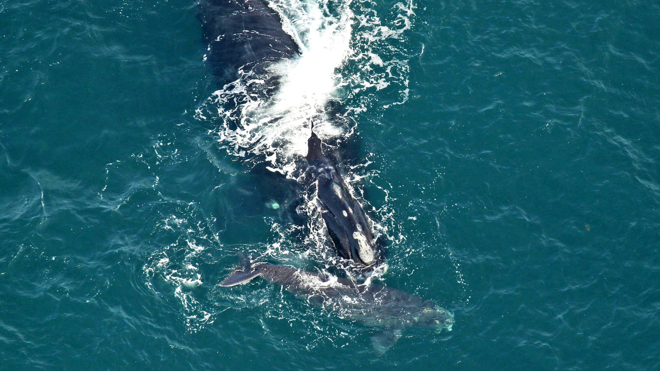 North Atlantic right whale Marilyn Monroe (Catalog #3130) and calf were sighted off Jekyll Island, GA on 17 January 2024.