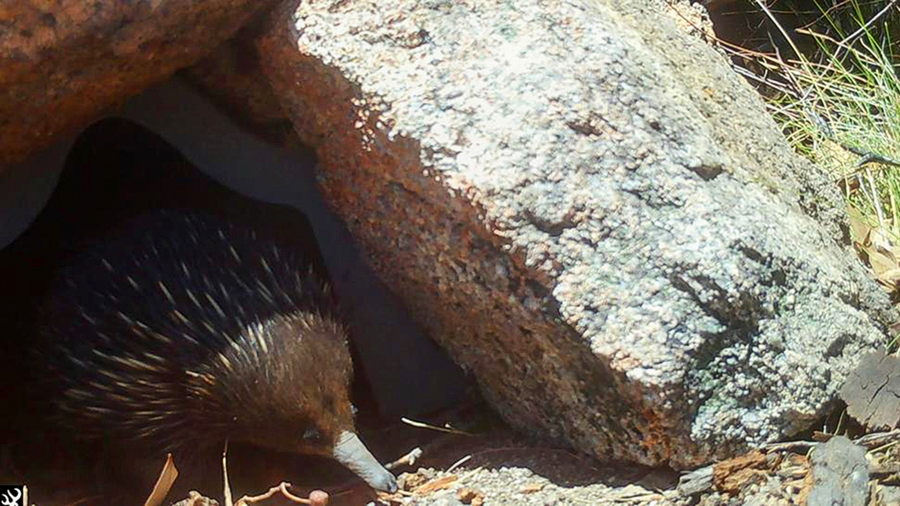 Een mierenegel komt uit een nieuw hol in het Two Thumbs Wildlife Trust reservaat in New South Wales, Australië. 