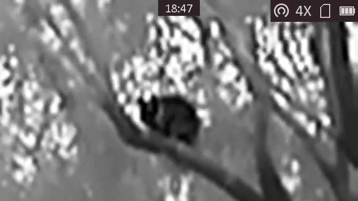 Greater glider spotted on a thermal camera at Two Thumbs Wildlife Trust.