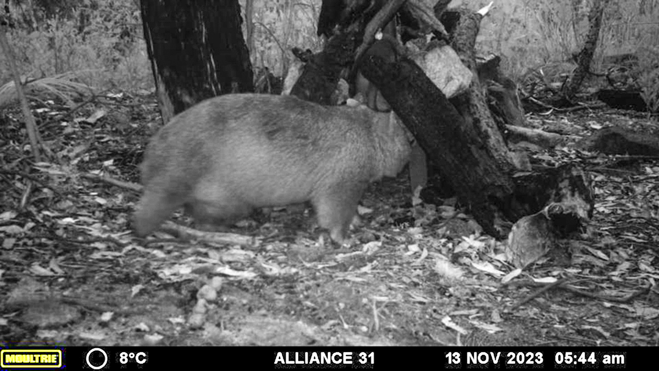 A wombat checking out a new marsupial den at Two Thumbs Trust Wildlife Sanctuary in New South Wales.