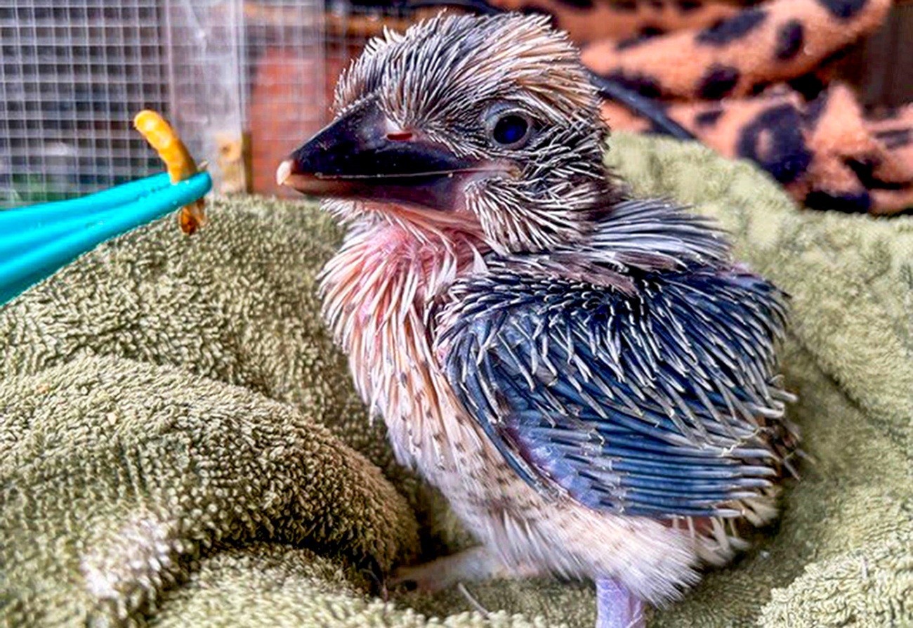 A kookaburra chick in rehabilitation after being rescued during tropical Cyclone Jasper which hit far north Queensland in December 2023.