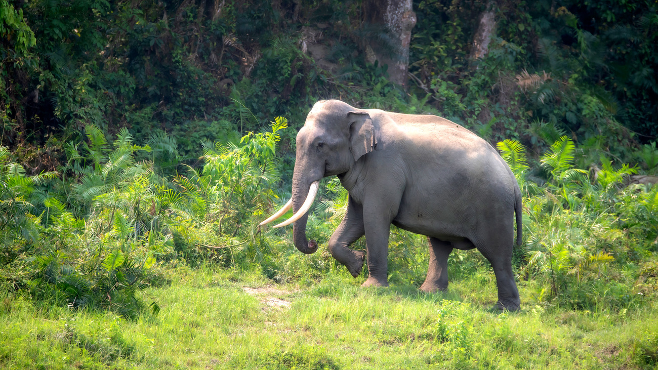 An Indian elephant migrating through Kaziranga National Park in Assam, India.