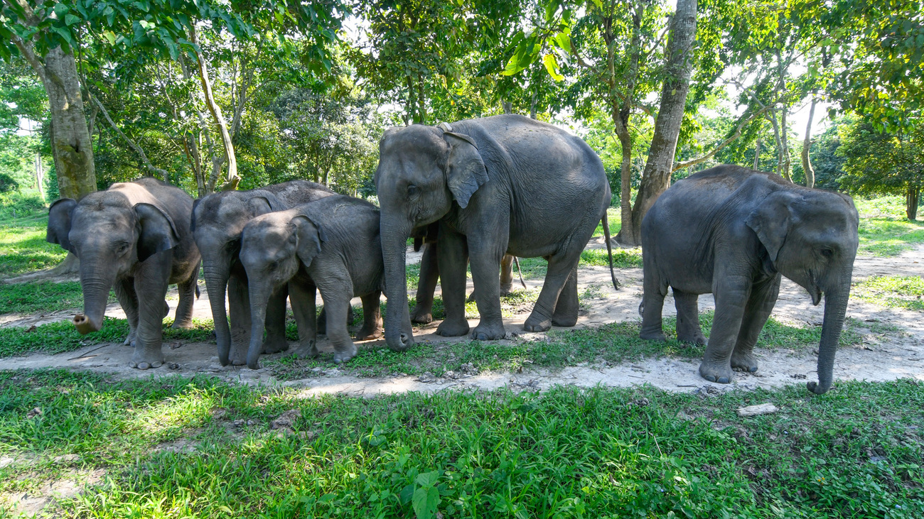 A group of Indian elephant calves stand close together while grazing in a clearing in the forest of Kaziranga National Park in Assam, India.