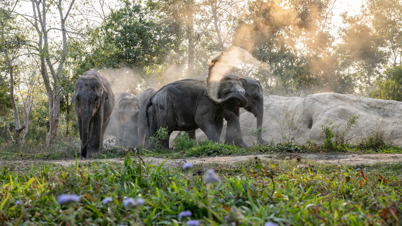 Indian elephant calves in care at Wildlife Trust of India's Centre for Wildlife Rehabilitation and Conservation, Assam, India.