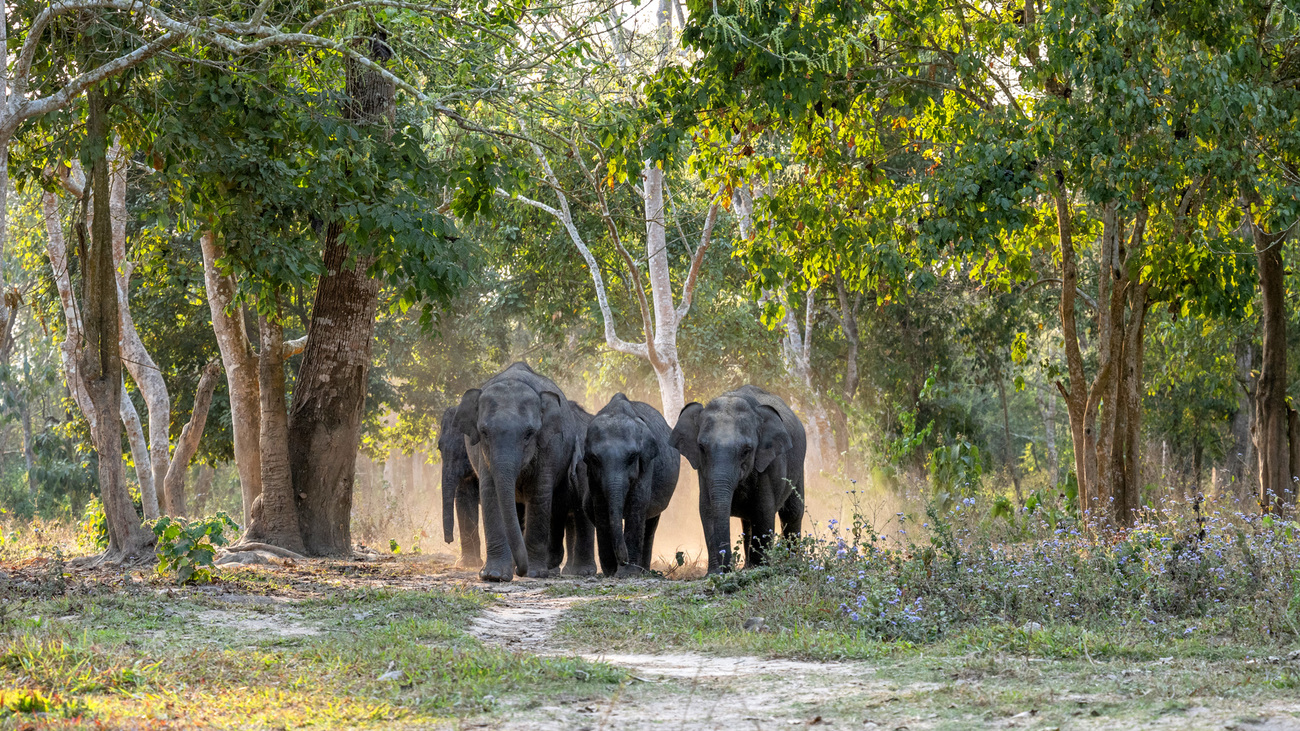 Indian elephant calves in care at Wildlife Trust of India's Centre for Wildlife Rehabilitation and Conservation, Assam, India.