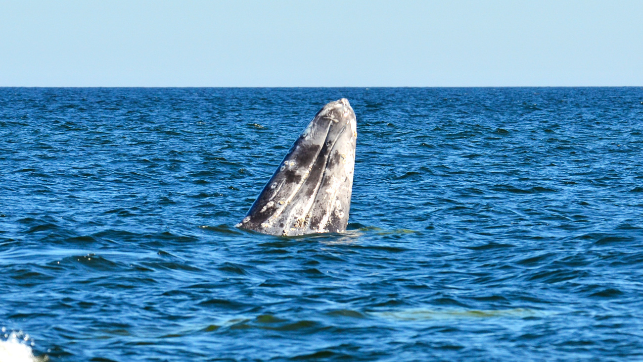 A gray whale breaching out of the water.