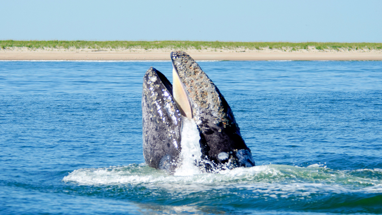 A gray whale, observed feeding during IFAW's expedition to research the species, in the waters around Sakhalin Island, Russia.