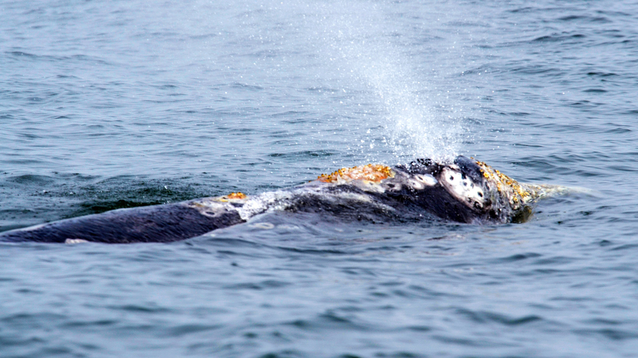 A gray whale, observed feeding during an IFAW expedition to research the species, in the waters around Sakhalin Island, Russia.