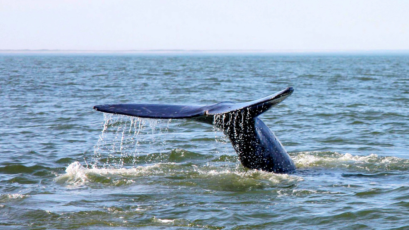 A fluking western gray whale.