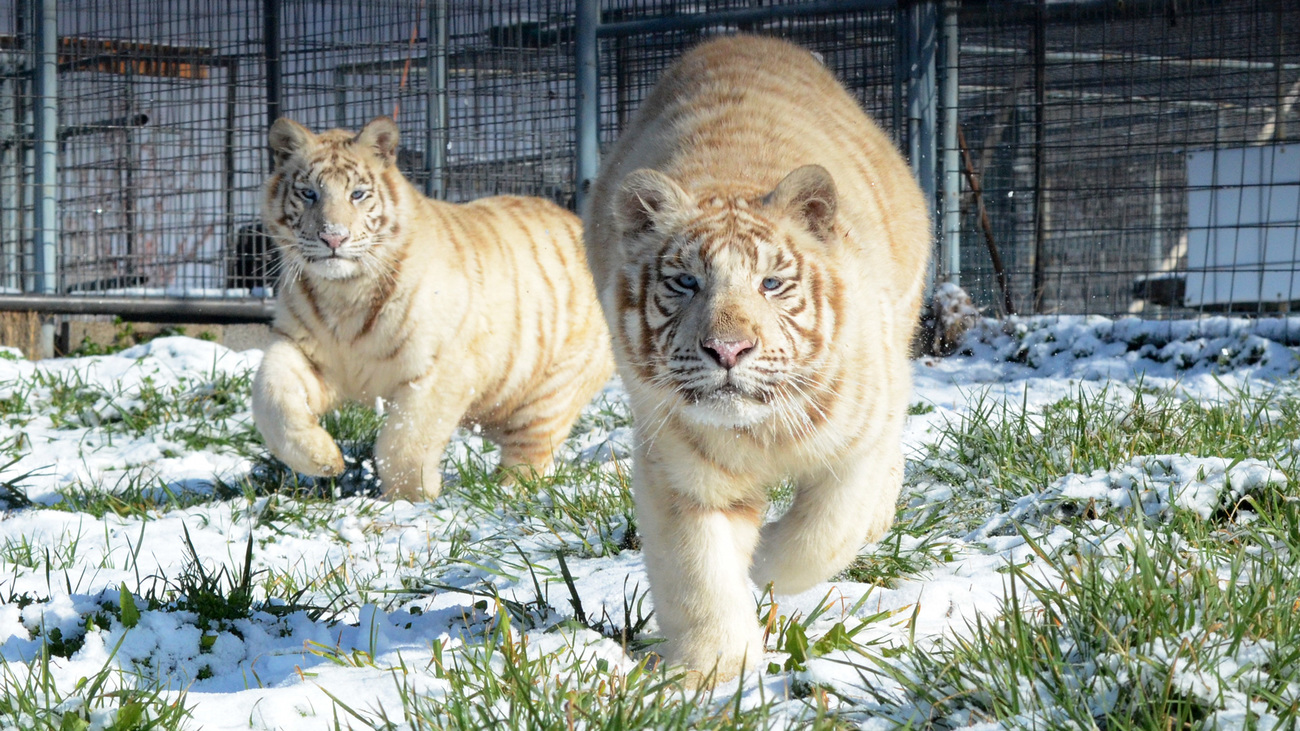 Rocklyn and Peyton the white tigers at Turpentine Creek Wildlife Rescue in Eureka Springs, Arkansas.